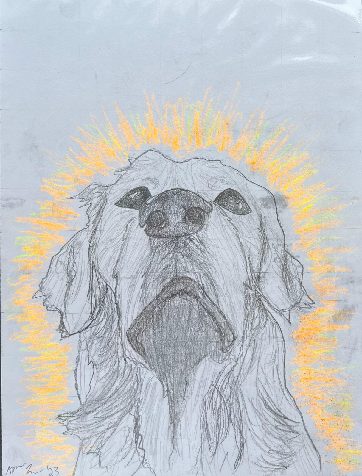Golden Boy — Graphite & oil pastel by Ayala Levy